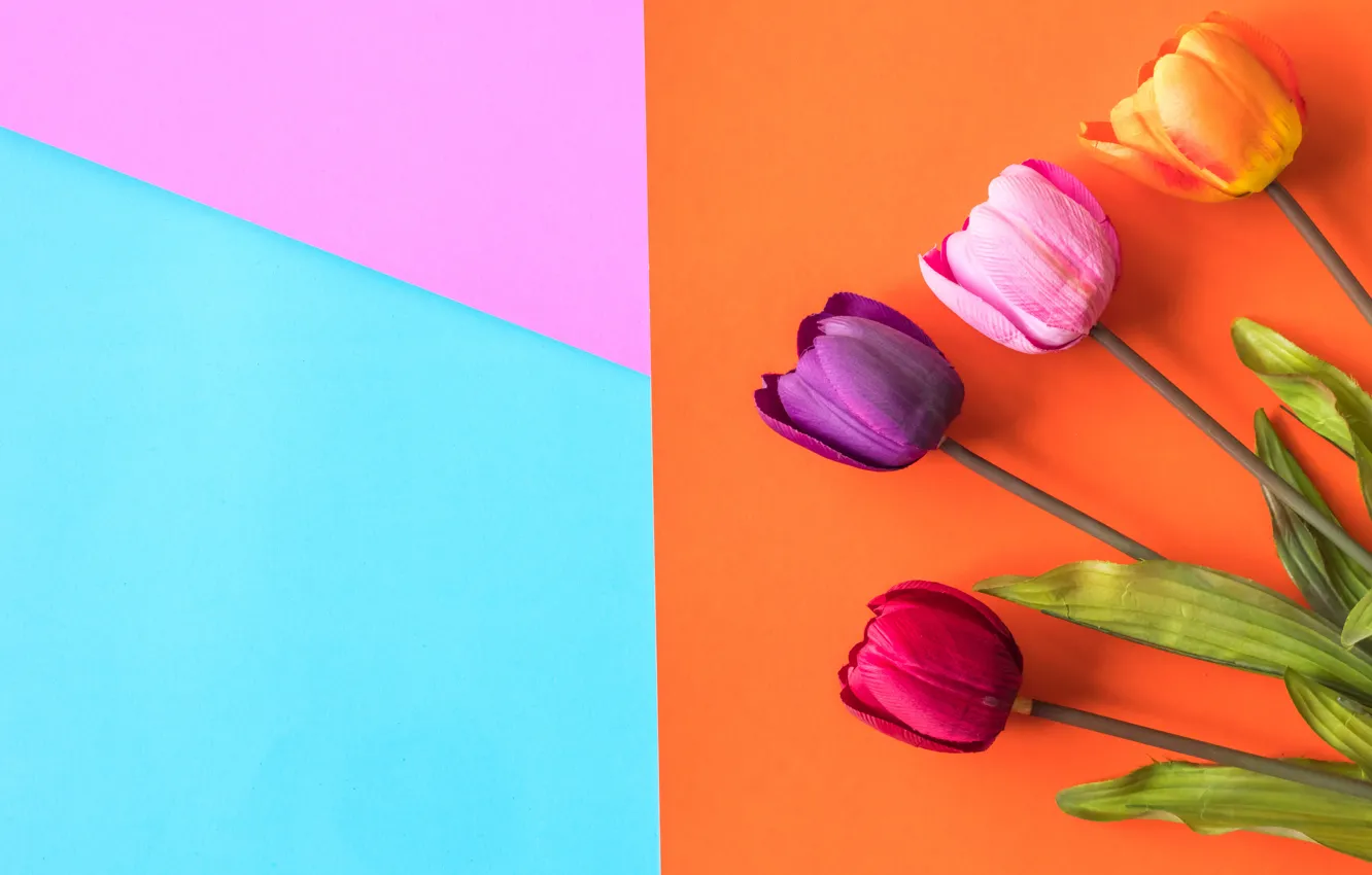 Photo wallpaper flowers, background, colorful, tulips, flowers, tulips