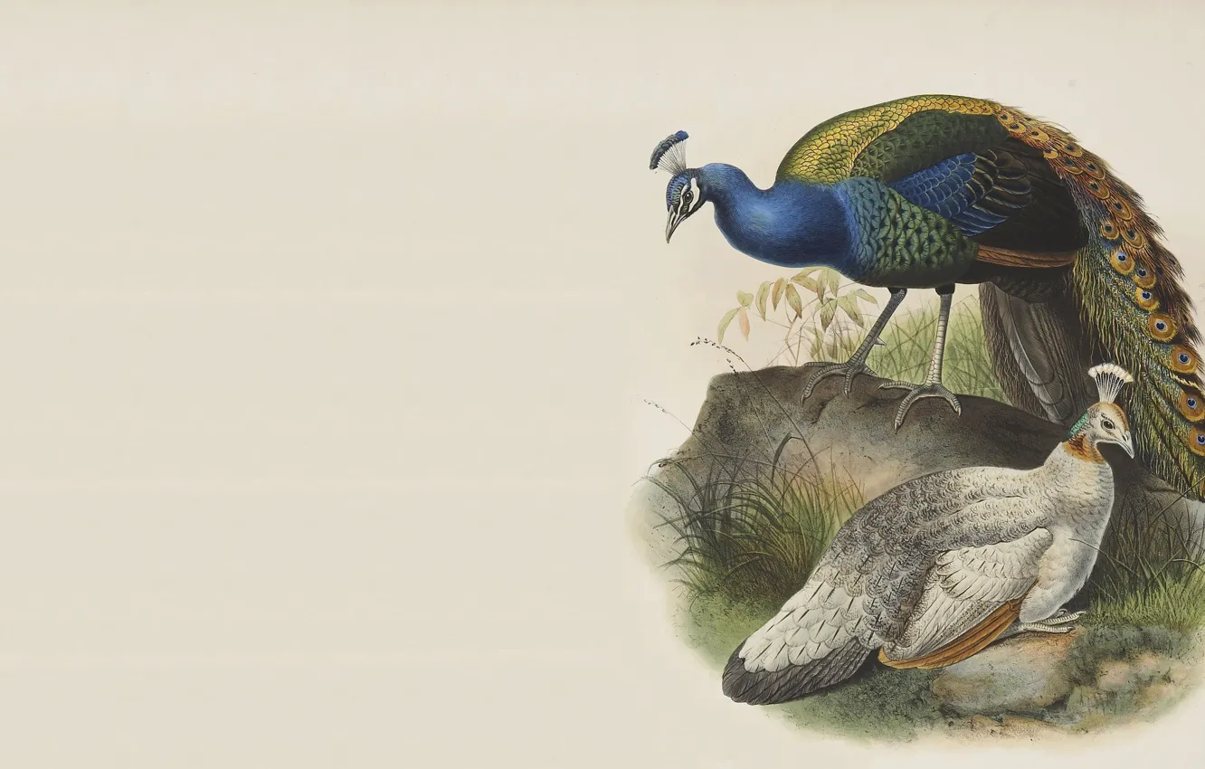 Photo wallpaper bird, minimalism, Master, peacock, painting