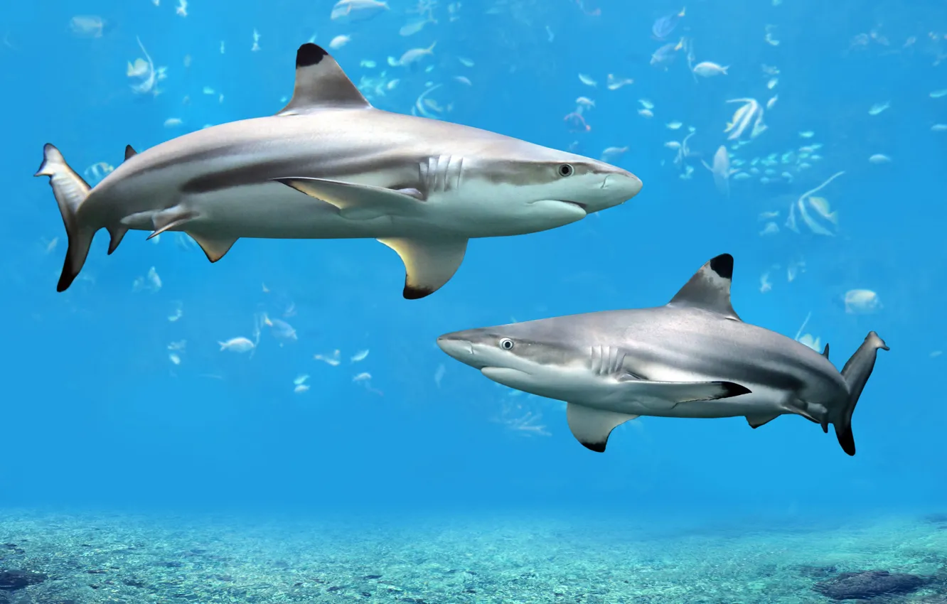 Photo wallpaper sea, predator, shark