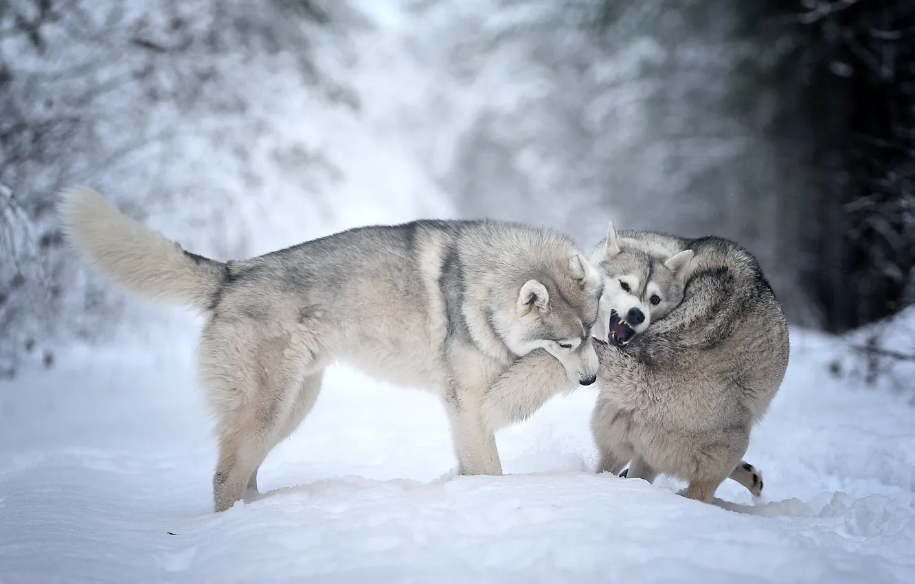 Photo wallpaper winter, animals, dogs, snow, nature, the game, pair, Andrei Ershov