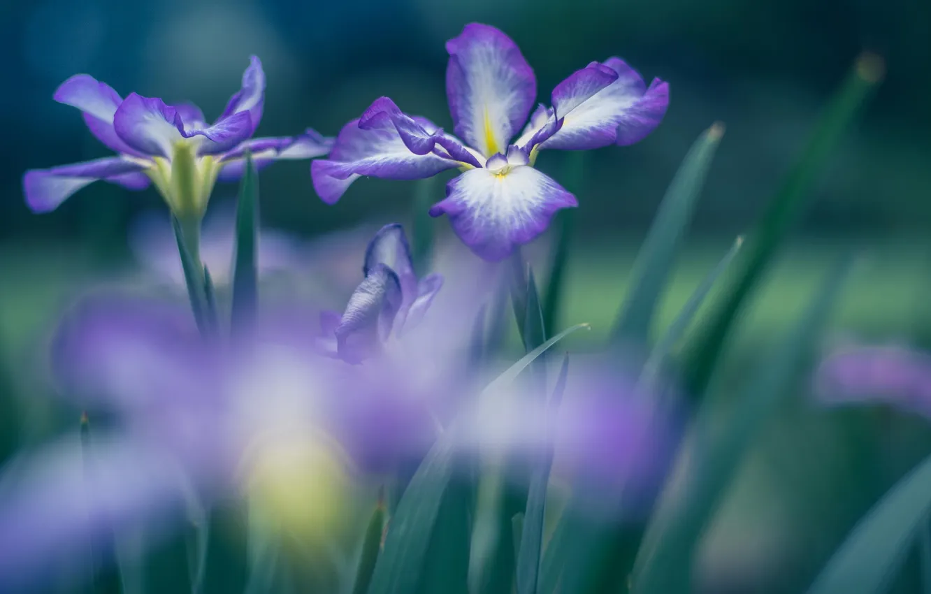 Photo wallpaper macro, flowers, purple, irises