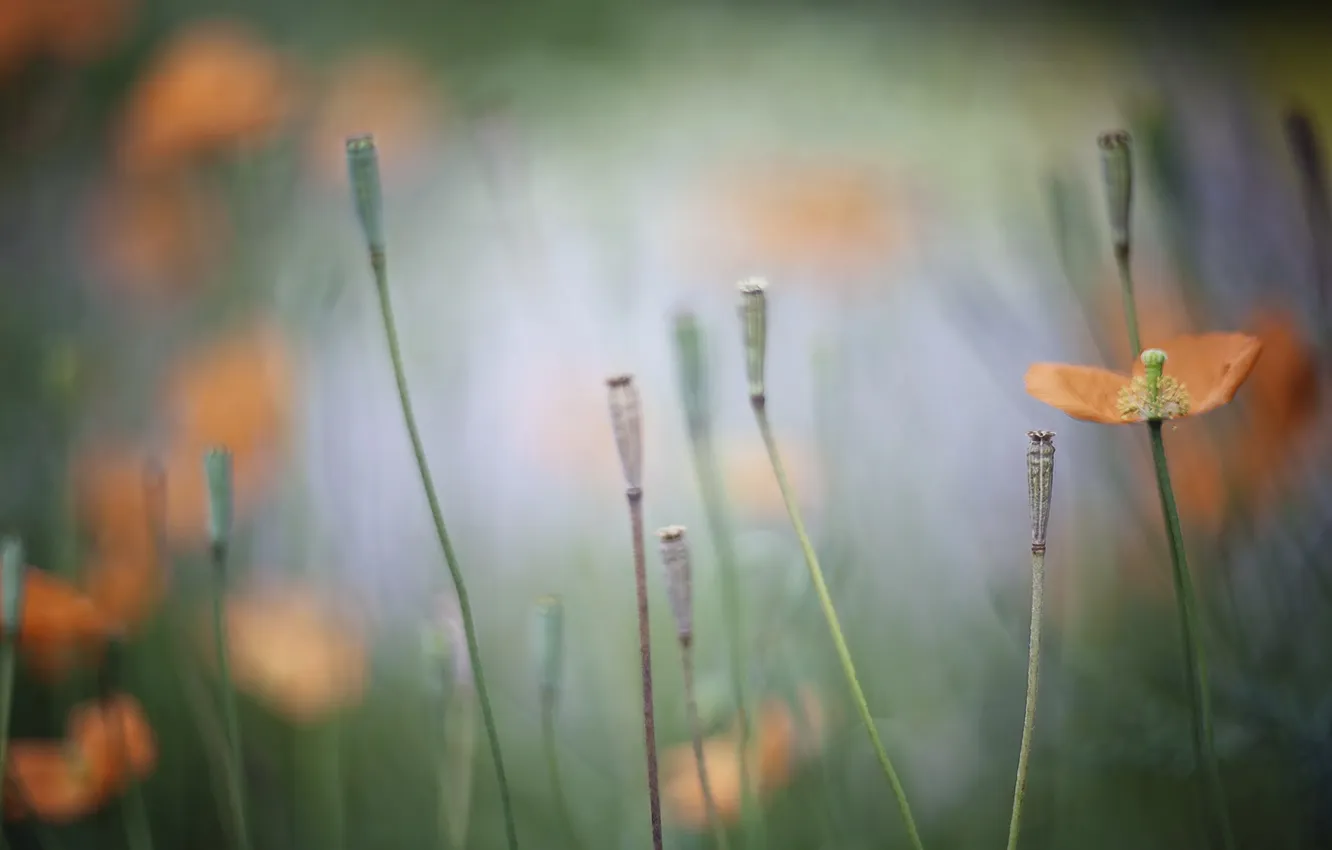 Photo wallpaper flowers, nature, background