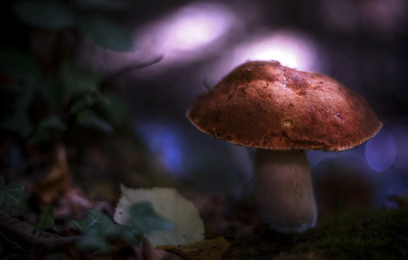 Photo wallpaper forest, nature, mushrooms
