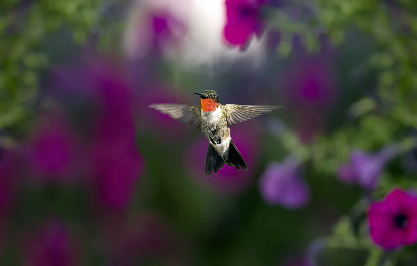 Photo wallpaper nature, background, bird