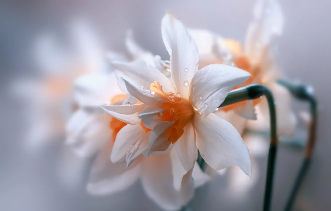 Photo wallpaper flowers, garden, natura, blooming