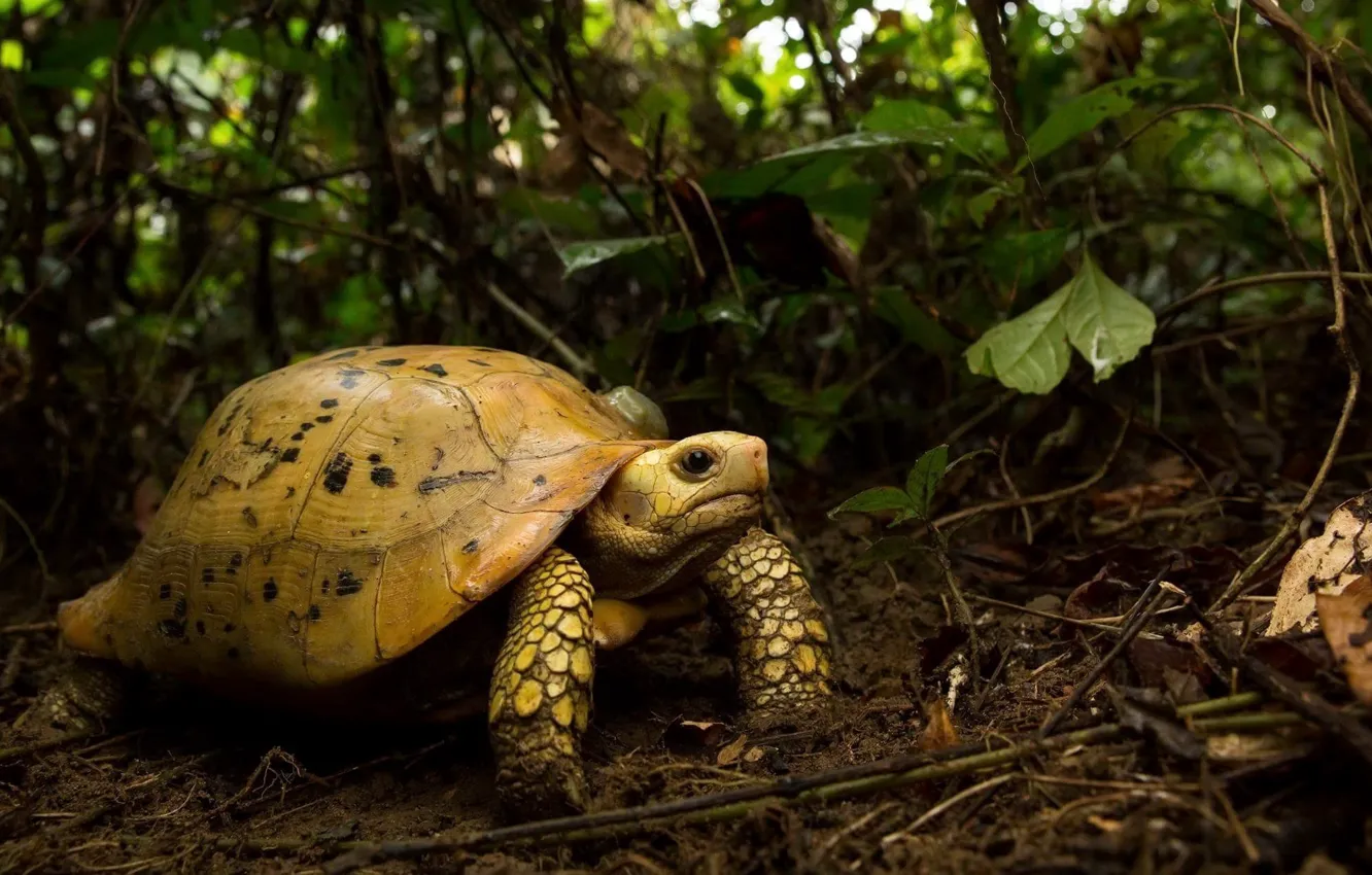Photo wallpaper nature, background, turtle