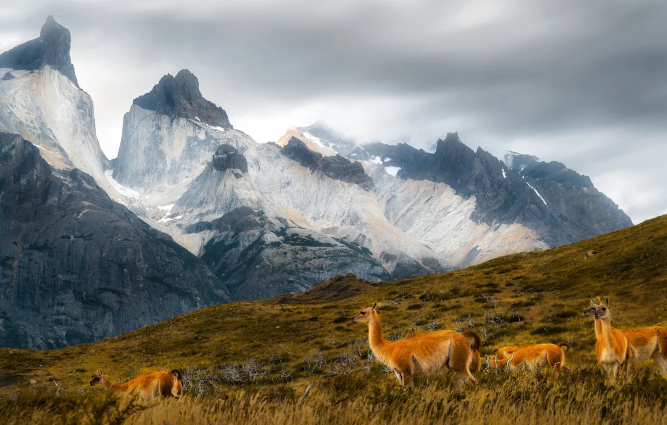 Photo wallpaper mountains, Lama, Andes, Patagonia