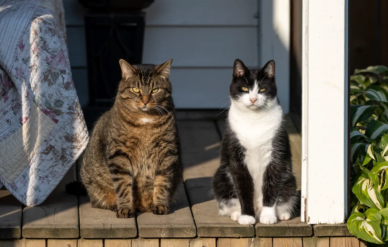 Photo wallpaper cat, cat, look, nature, pose, face