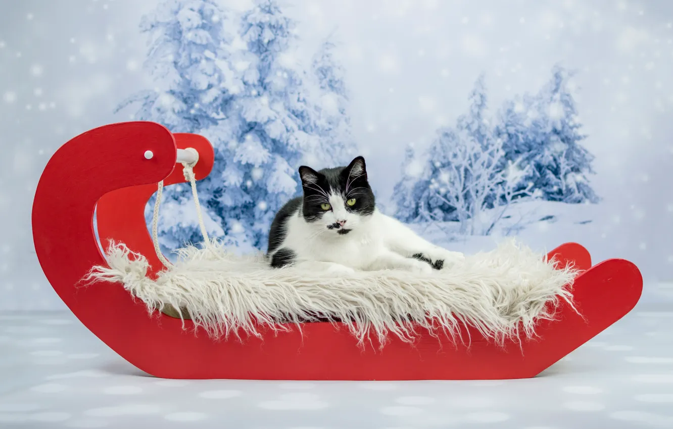 Photo wallpaper winter, cat, cat, look, snow, red, background, holiday