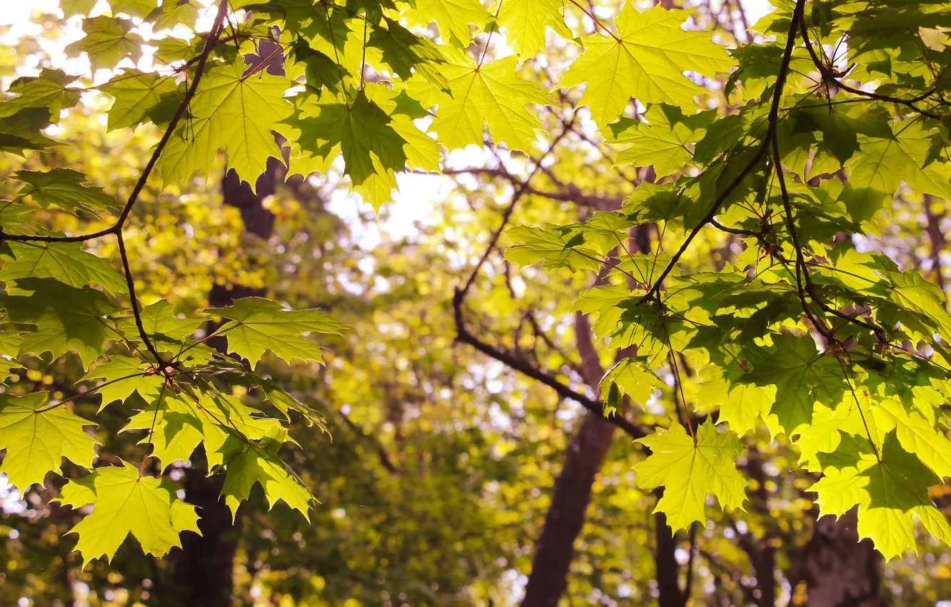 Photo wallpaper tree, leaf, twig