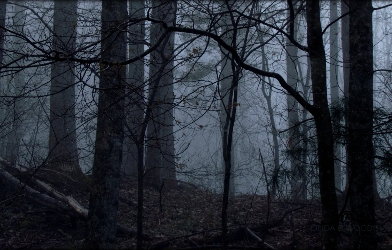 Photo wallpaper forest, trees, nature, fog, Linda C Woods