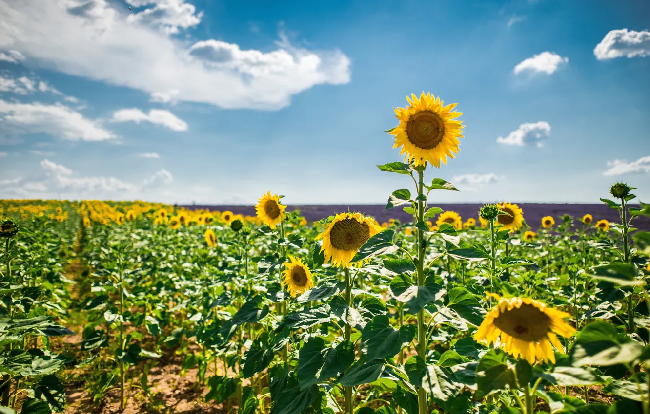 Photo wallpaper field, summer, the sky, clouds, light, sunflowers, flowers, yellow