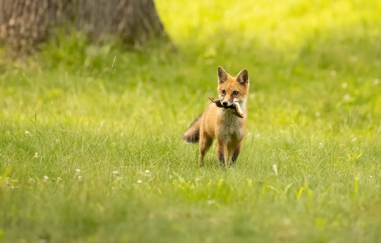 Photo wallpaper glade, Fox, mining, Fox