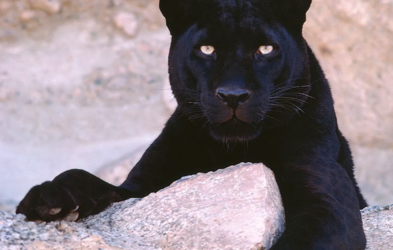 Photo wallpaper black, Panther