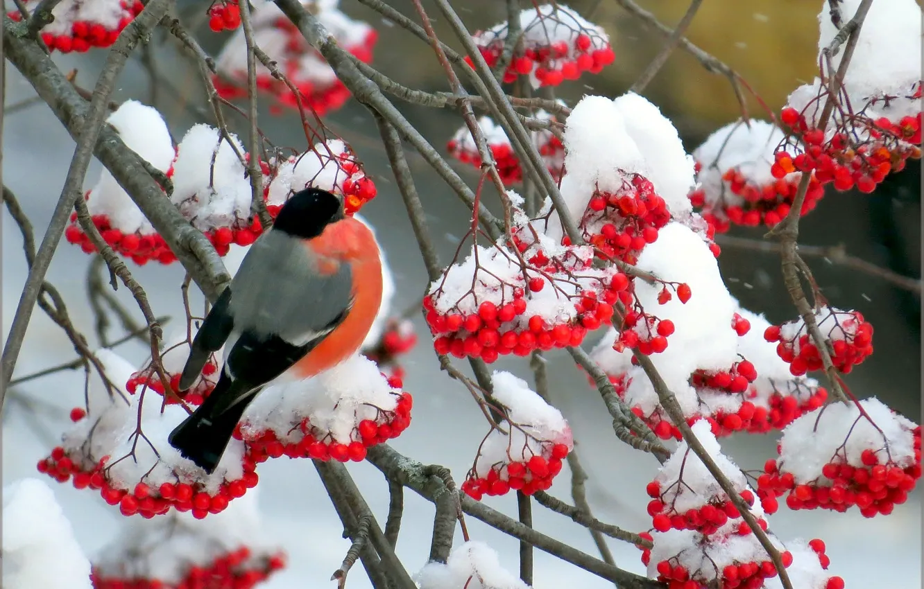 Photo wallpaper landscape, nature, weapons