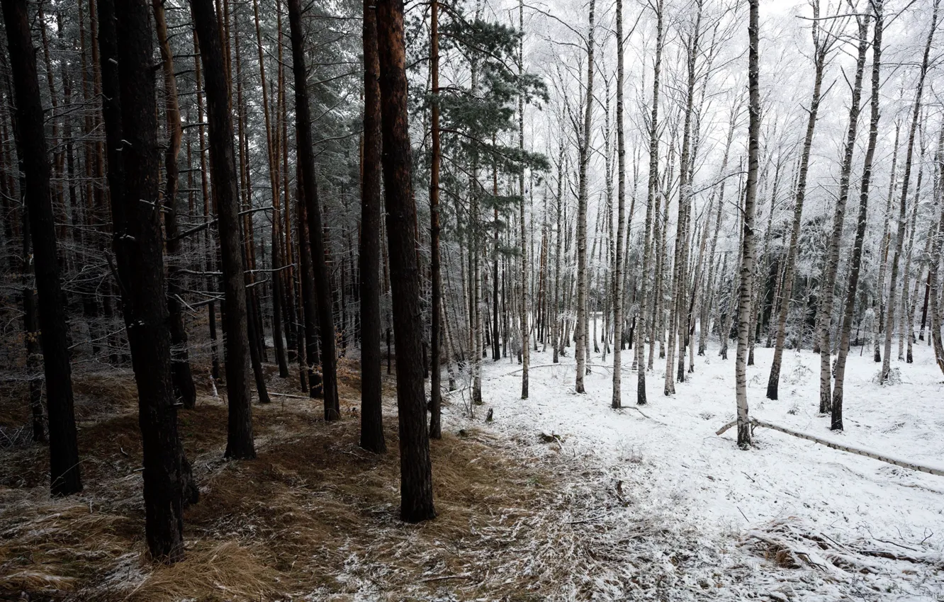 Photo wallpaper winter, forest, nature