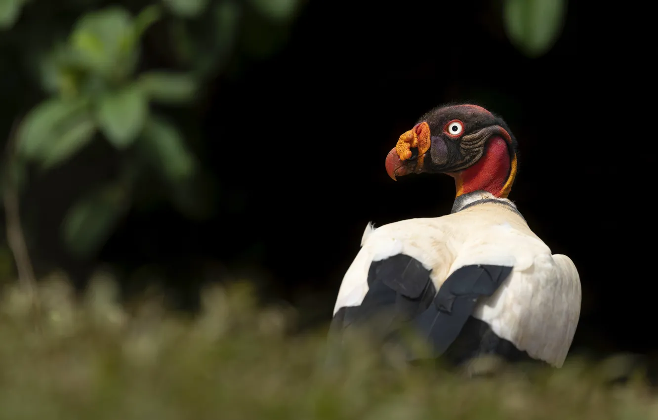 Photo wallpaper look, leaves, the dark background, bird, Grif, Condor, Royal vulture