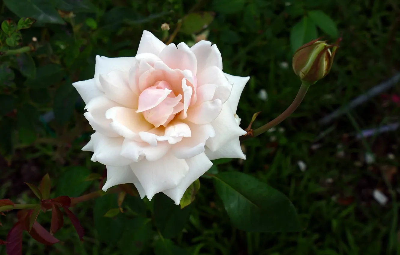 Photo wallpaper Rose, Flower, Bush, Summer, Flowering