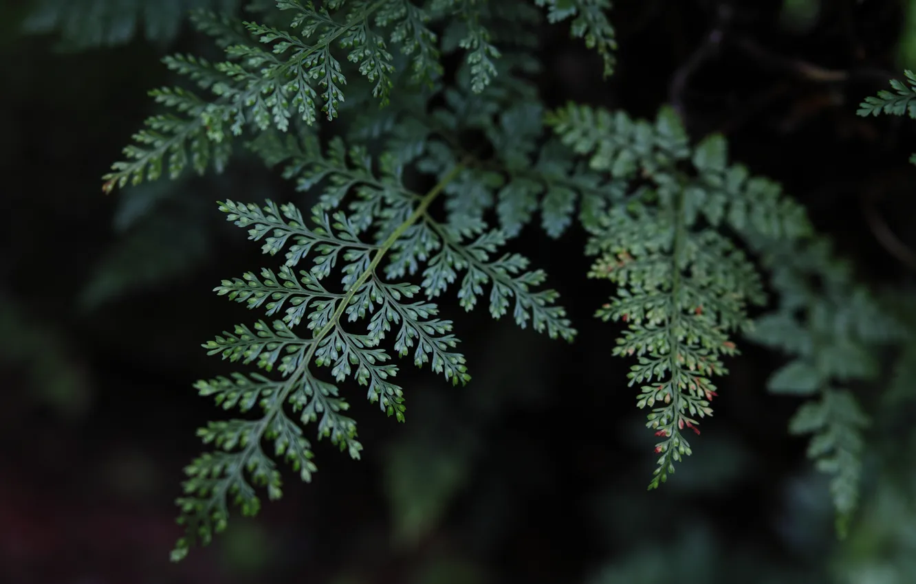 Photo wallpaper greens, leaves, green, leaf, fern, quattro, Sigma, Foveon