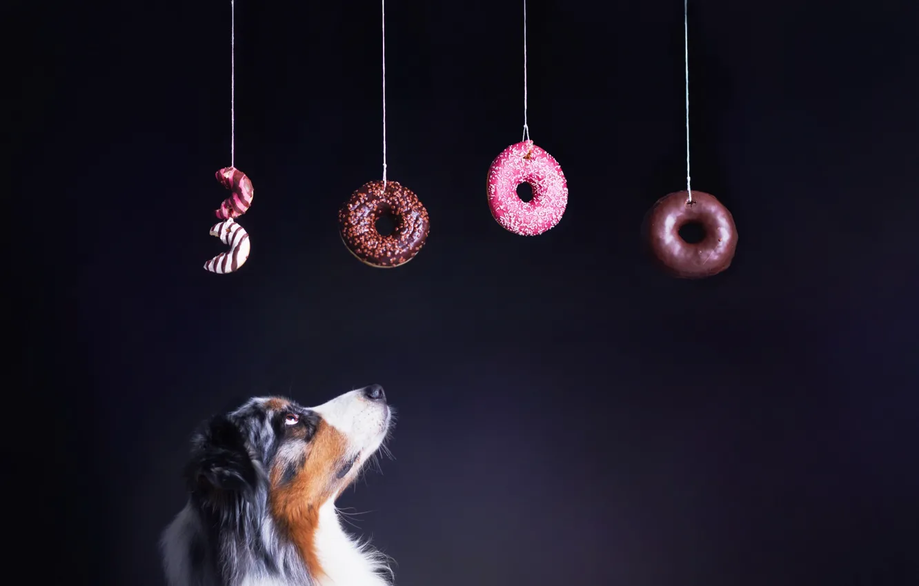 Photo wallpaper background, dog, bagels