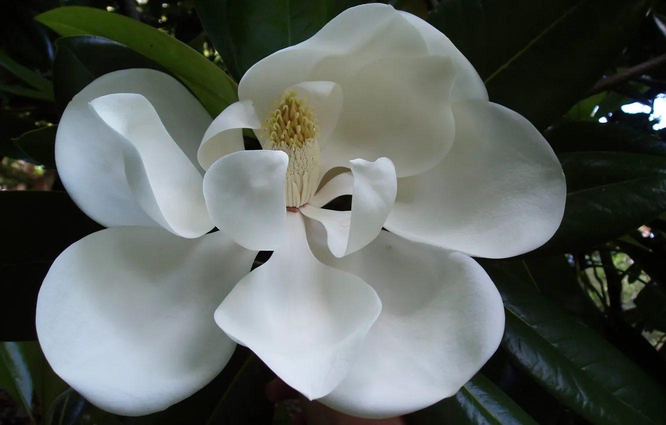 Photo wallpaper flower, macro, petals, white Magnolia, glossy leaves