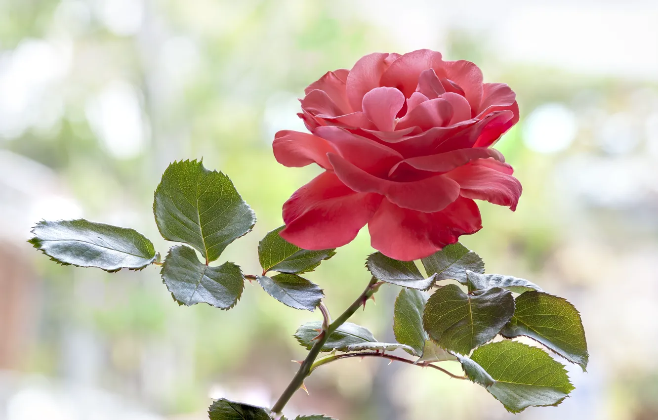 Photo wallpaper flower, leaves, pink, rose, stem, light background, bokeh