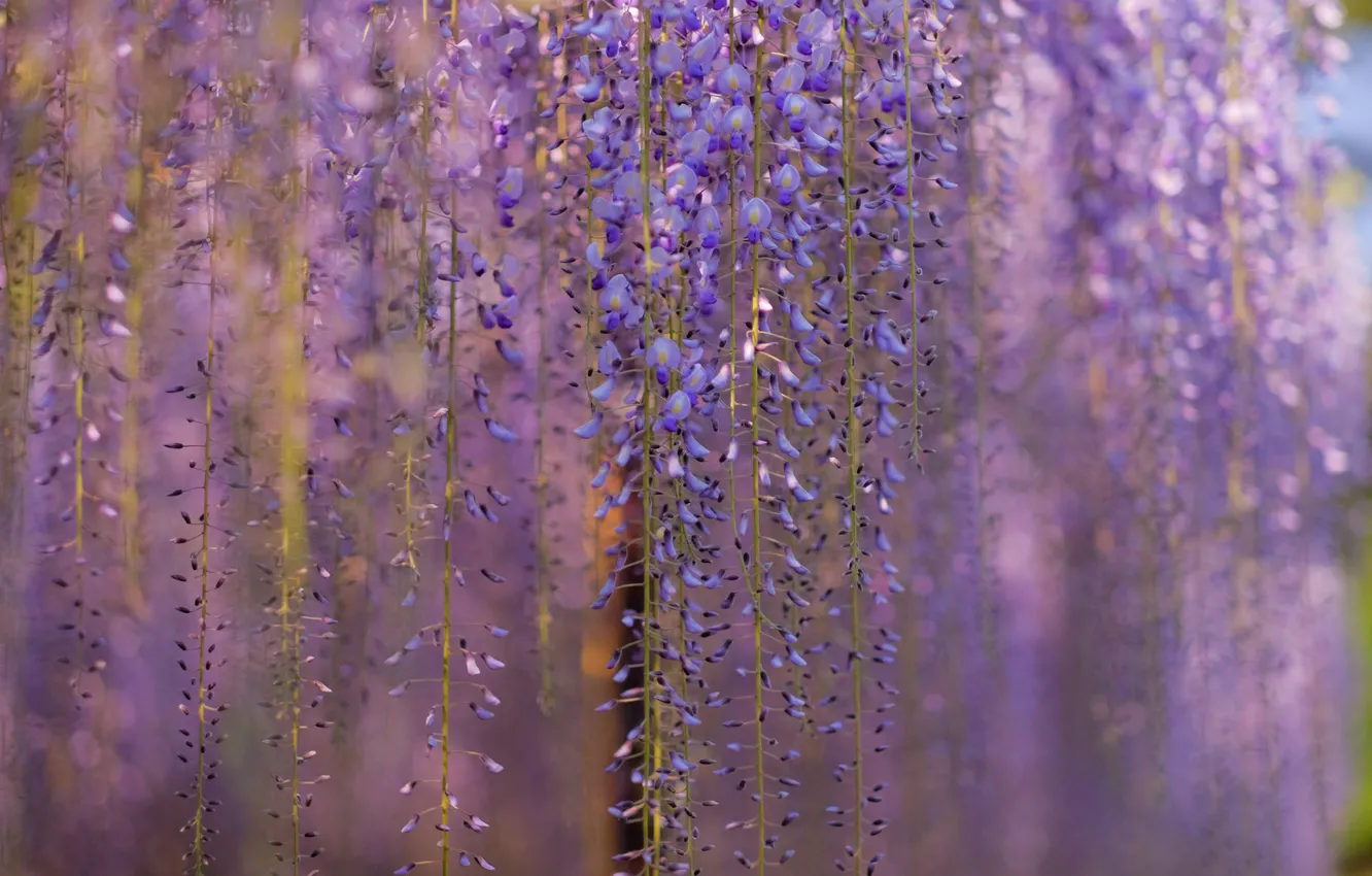 Photo wallpaper macro, flowers, branches, tree, blur, lilac, Wisteria, Wisteria