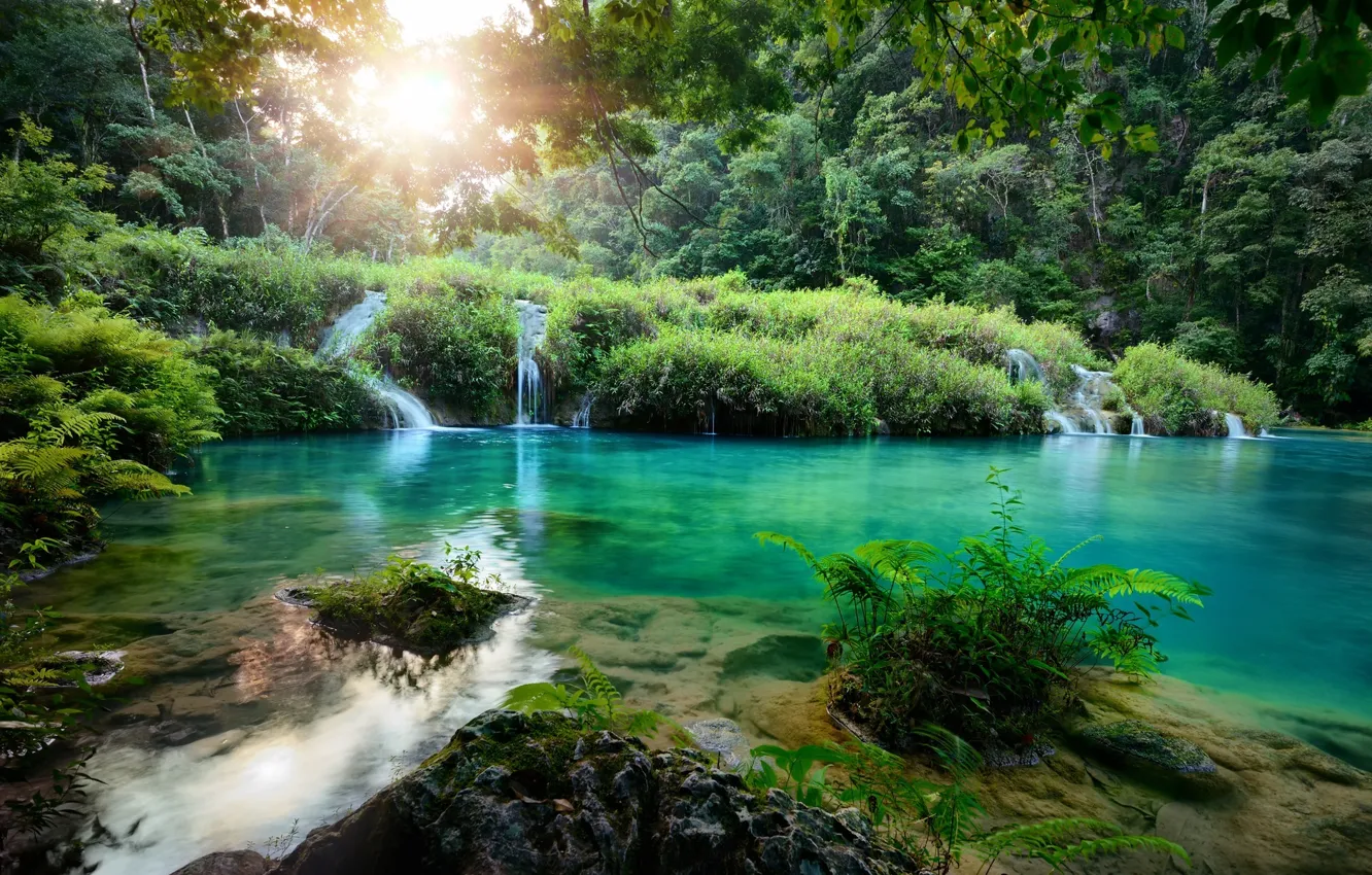 Photo wallpaper grass, water, the sun, trees, stream, blue, fern