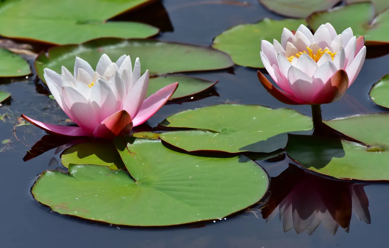 Photo wallpaper leaves, water, reflection, water lilies, Nymphaeum, water Lily