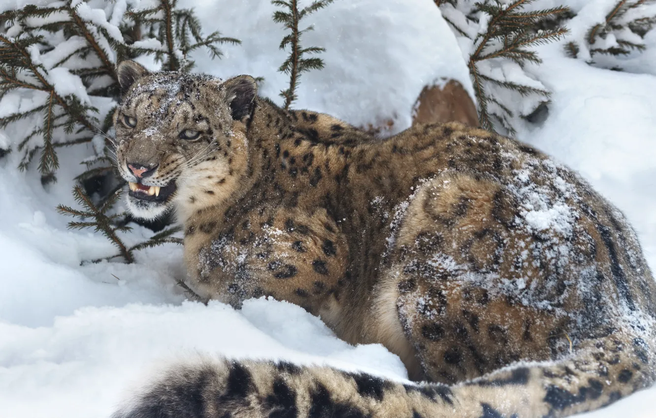 Photo wallpaper winter, snow, animal, predator, tail, grin, IRBIS, snow leopard