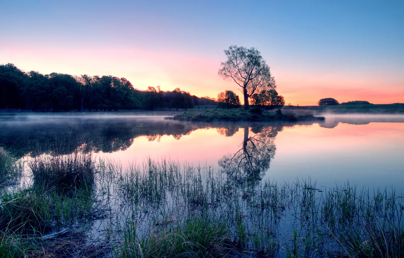 Photo wallpaper trees, sunset, fog, lake