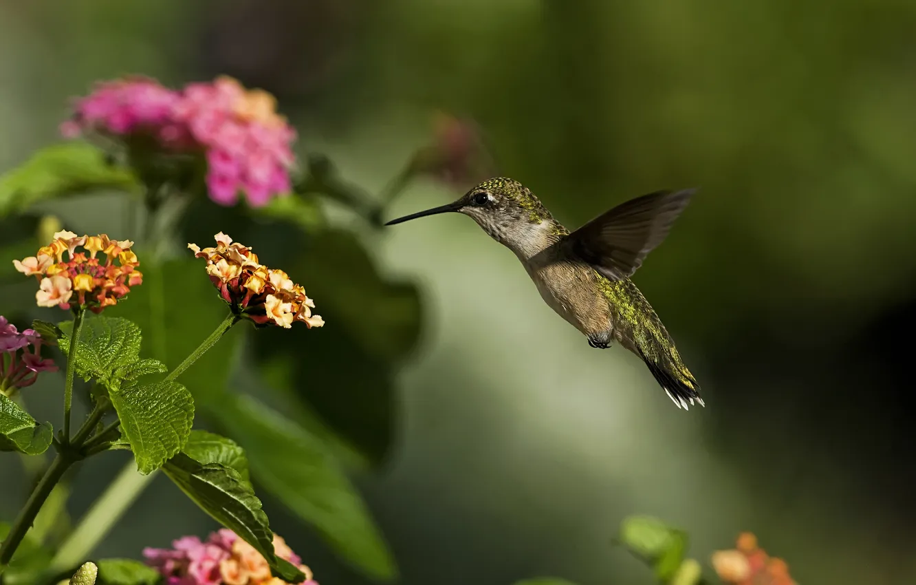 Photo wallpaper greens, macro, flowers, bird, Hummingbird, Sunny