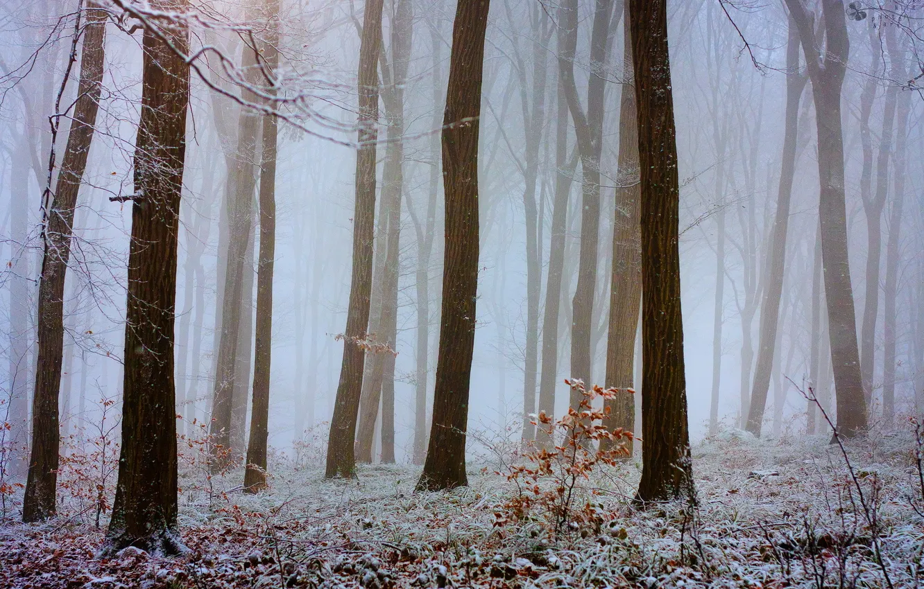 Photo wallpaper frost, autumn, forest, nature