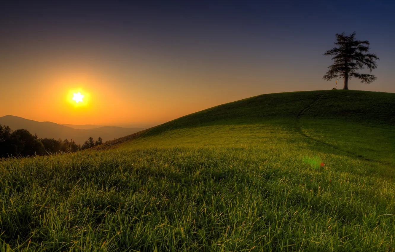Photo wallpaper grass, trees, sunset, meadow
