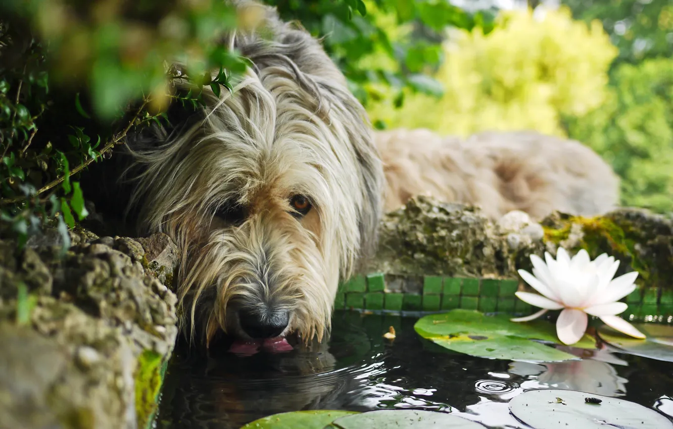 Photo wallpaper water, flowers, thirst, dog, water Lily, Bergamasco, the bergamasco shepherd