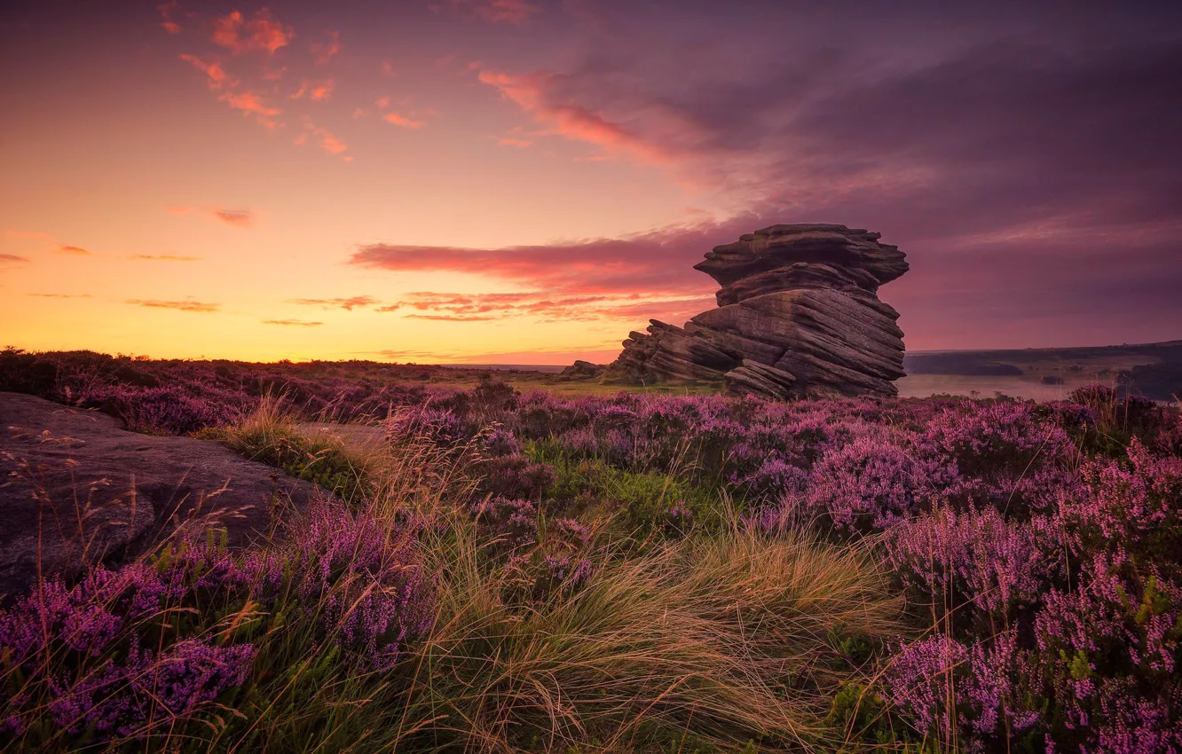 Photo wallpaper flowers, stones, England, glow, Derbyshire