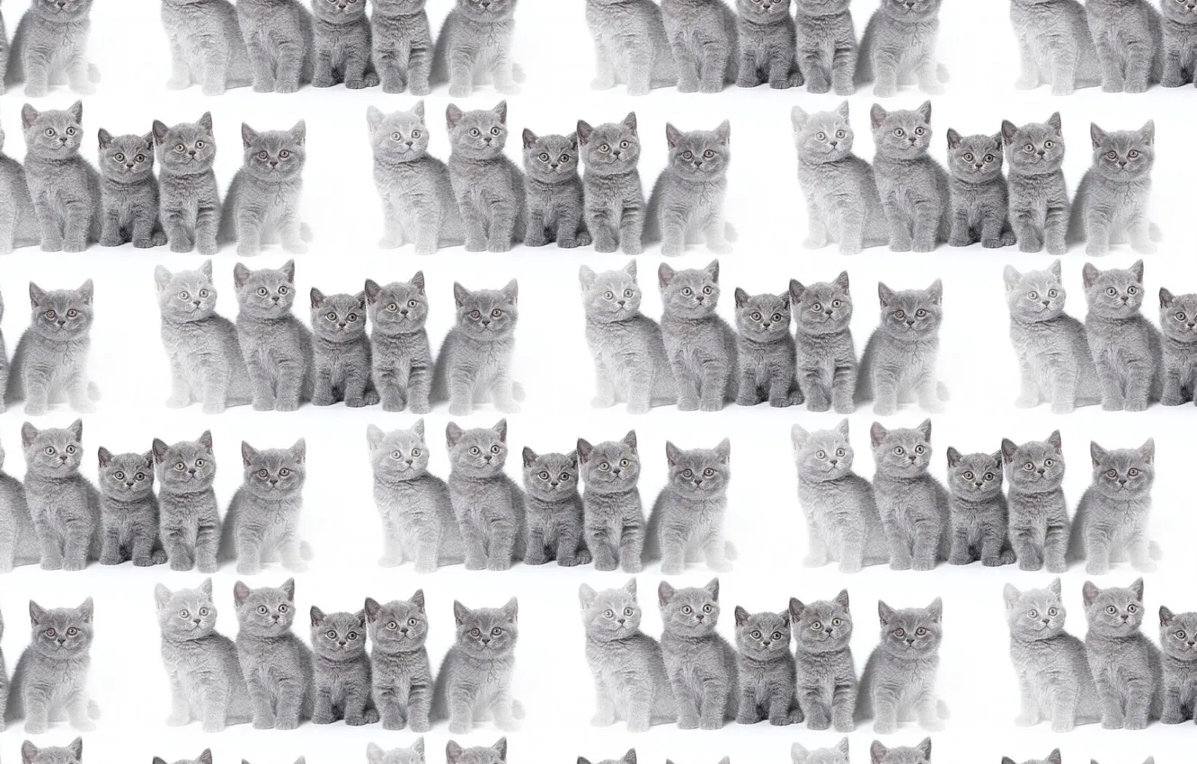 Photo wallpaper background, texture, kitty, gray, Haze