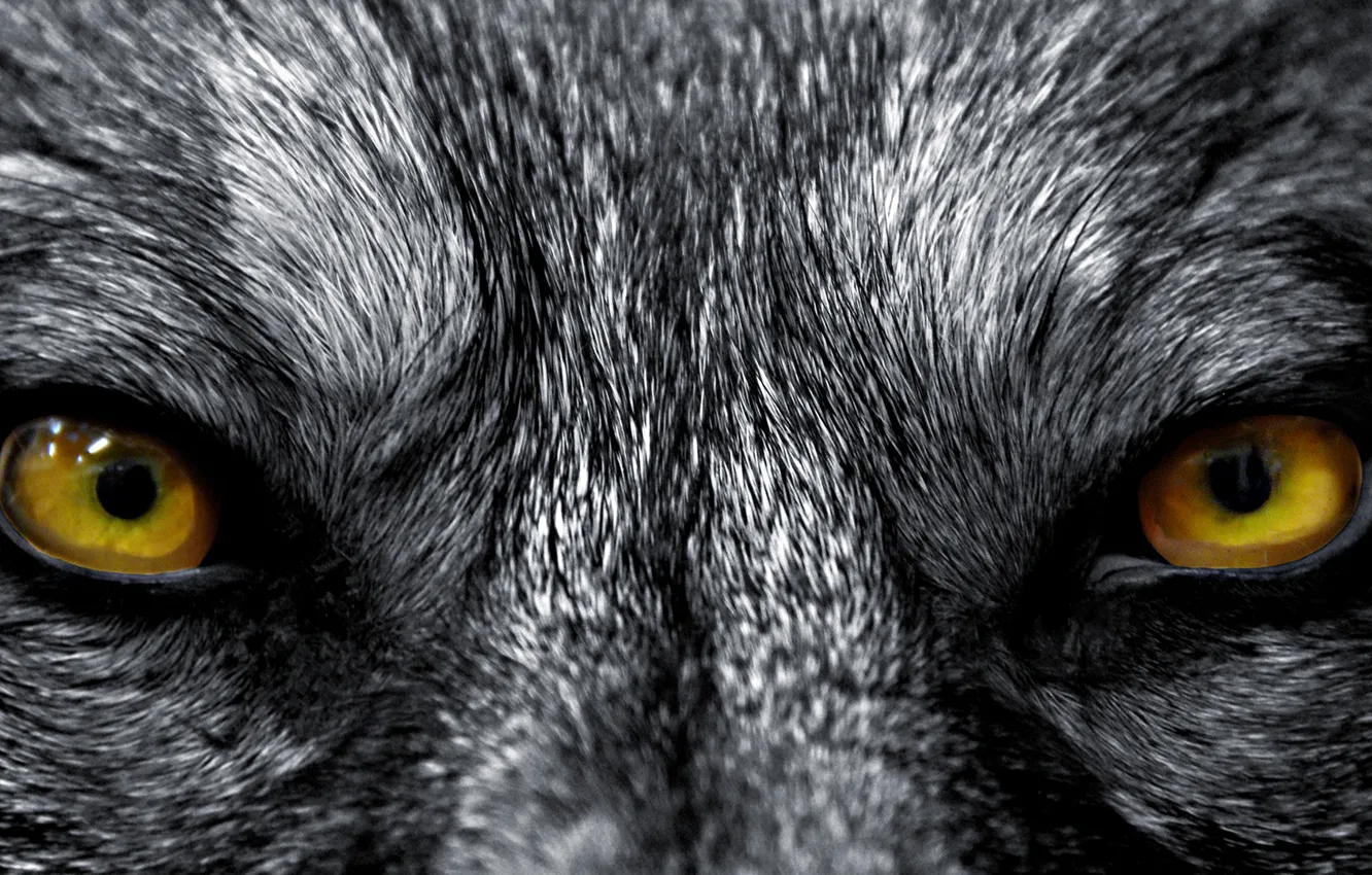 Photo wallpaper eyes, face, wool