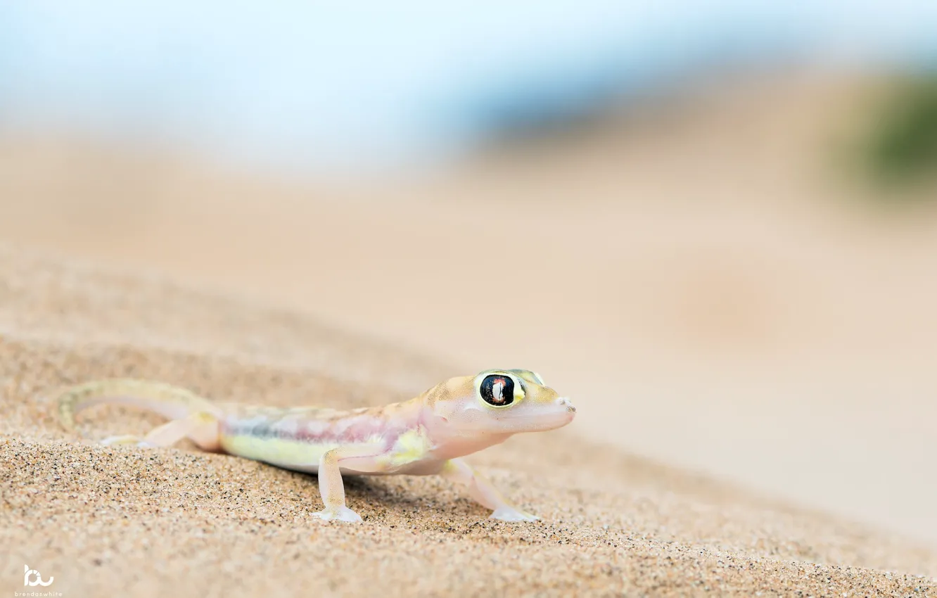 Photo wallpaper sand, background, America