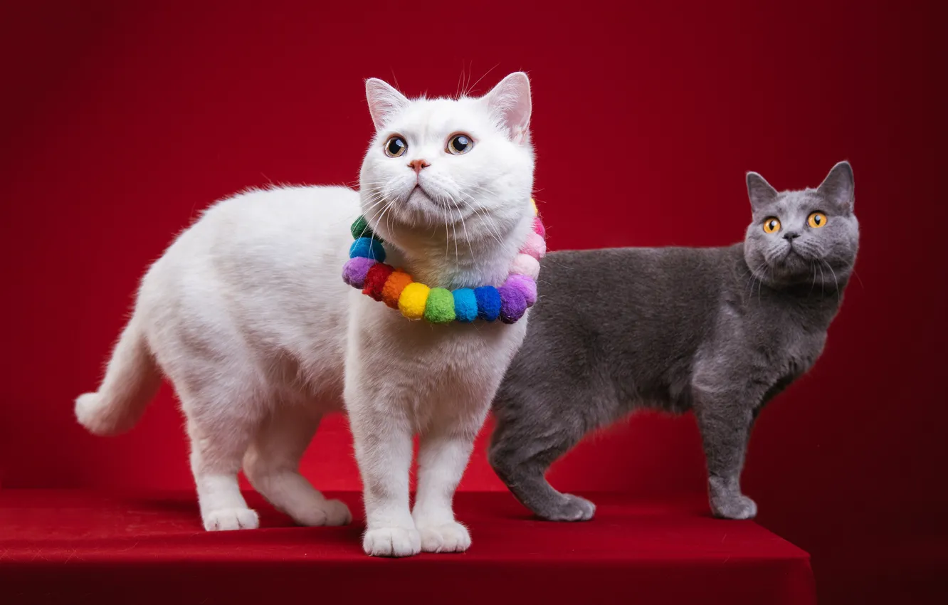 Photo wallpaper cat, white, cat, decoration, grey, two, pair, beads