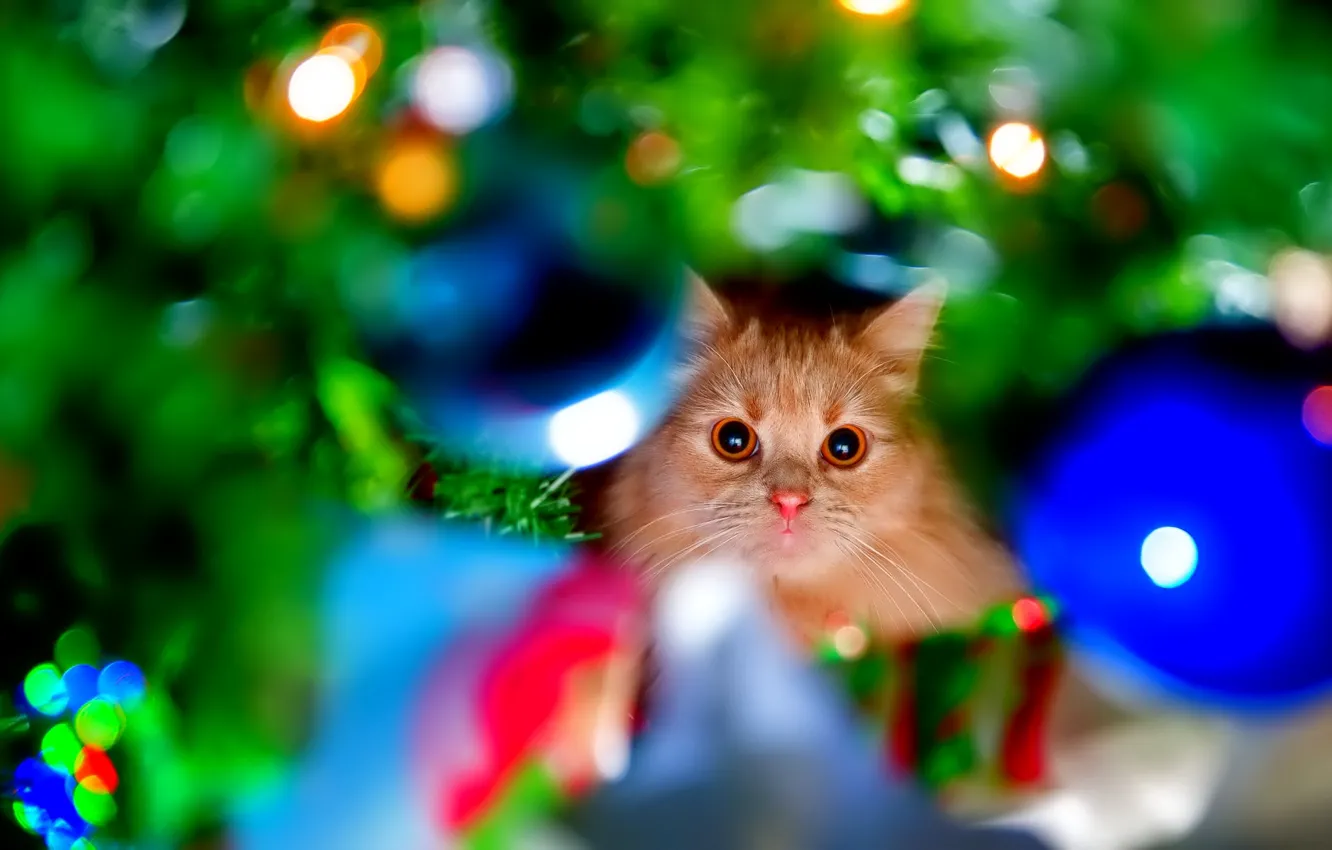 Photo wallpaper cat, look, light, toy