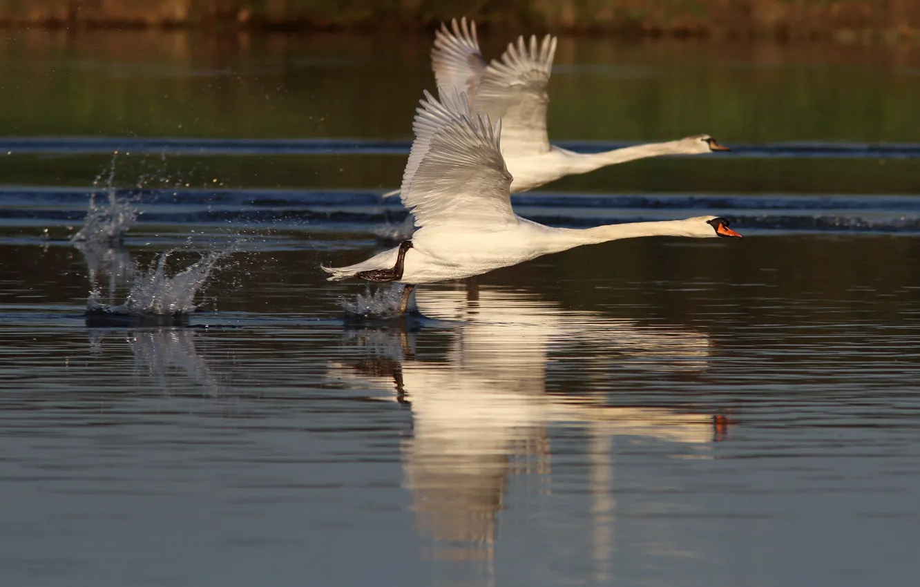Photo wallpaper pair, swans, the rise, pond, wingspan
