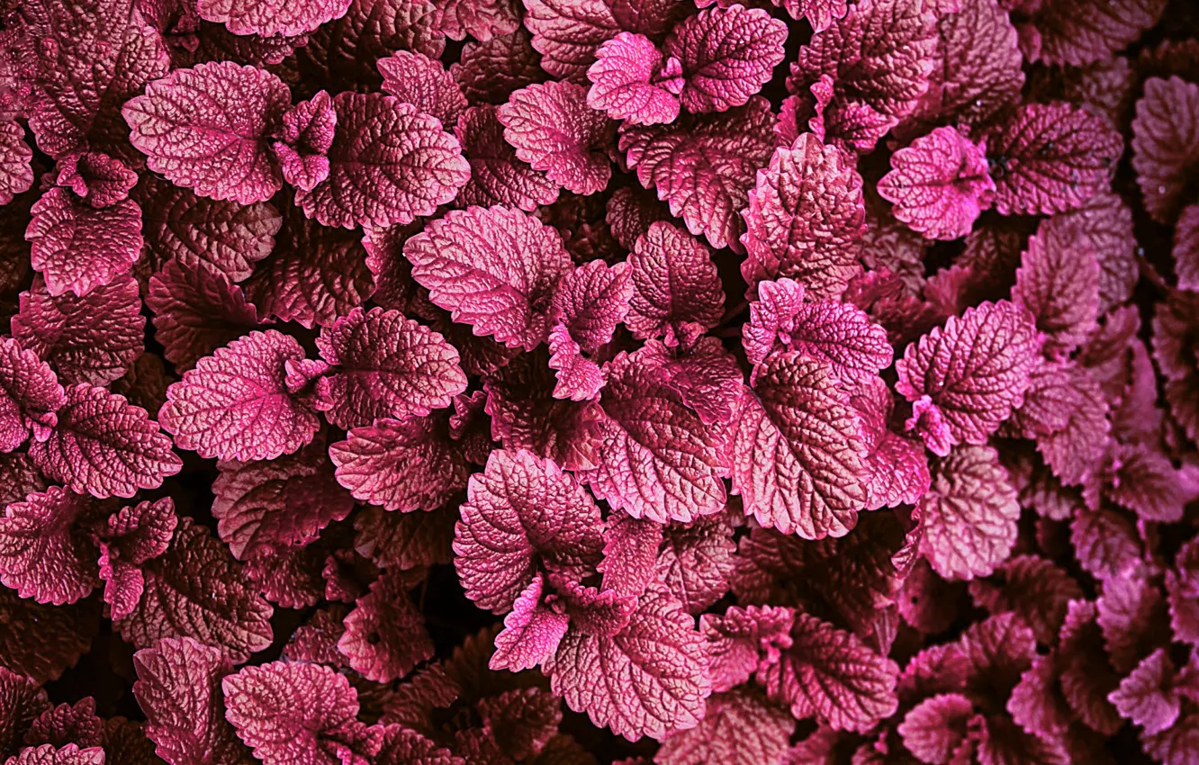 Photo wallpaper leaves, the evening, backlight