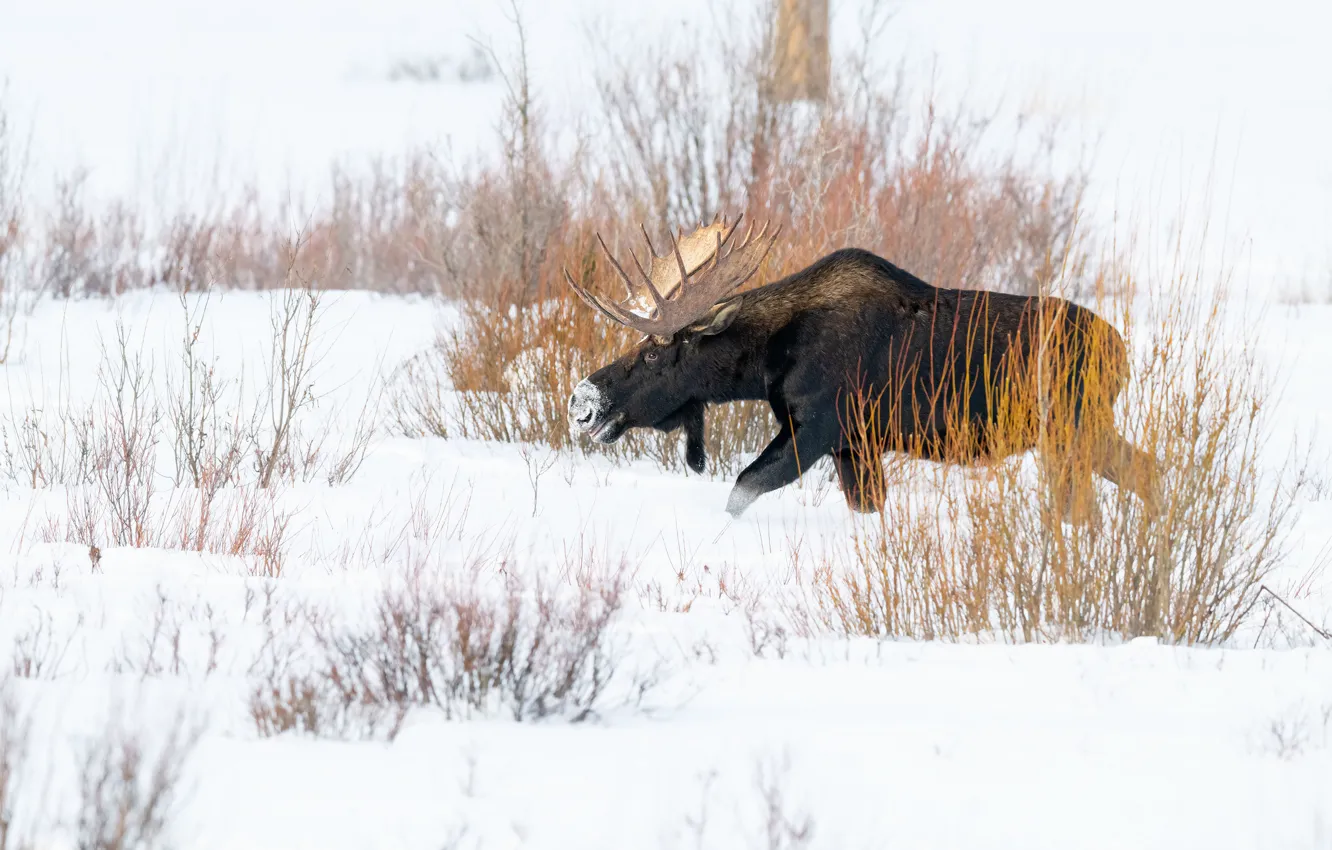 Photo wallpaper winter, snow, branches, nature, the snow, walk, moose, shrub