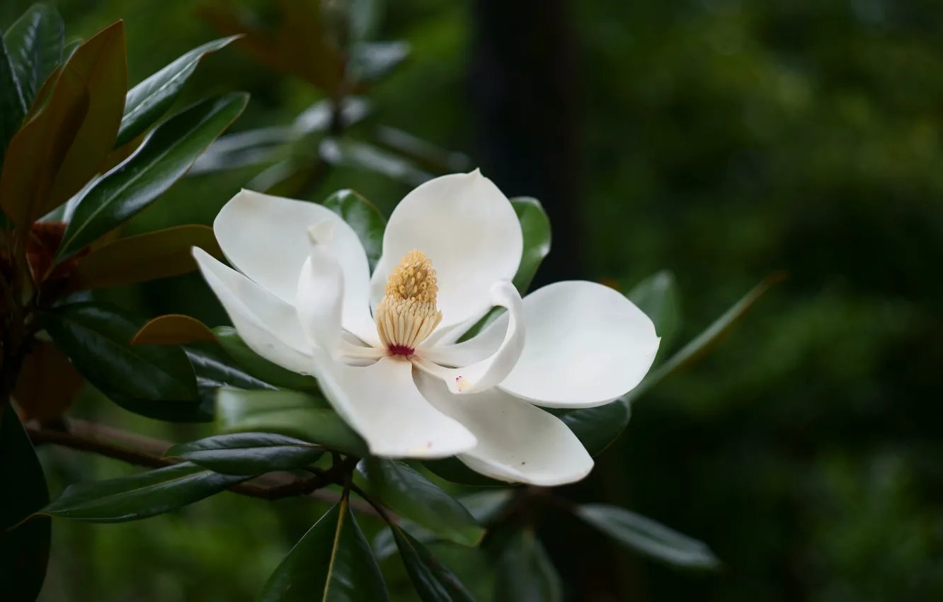 Photo wallpaper white, petals, Magnolia