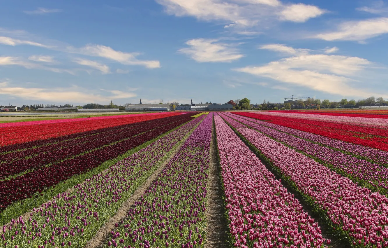 Photo wallpaper field, the sky, clouds, flowers, red, strip, blue, perspective