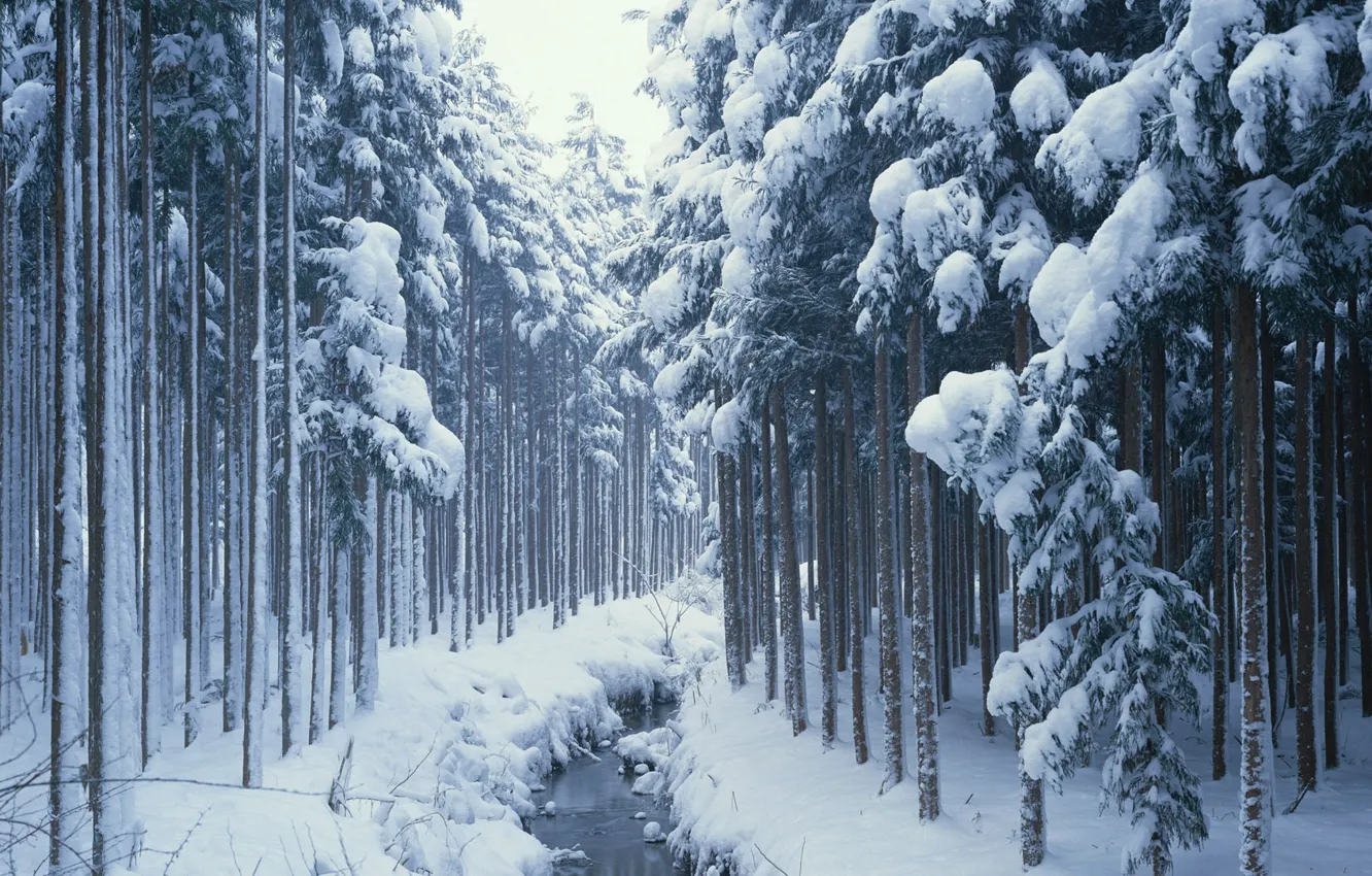 Photo wallpaper winter, forest, snow, stream, Nature