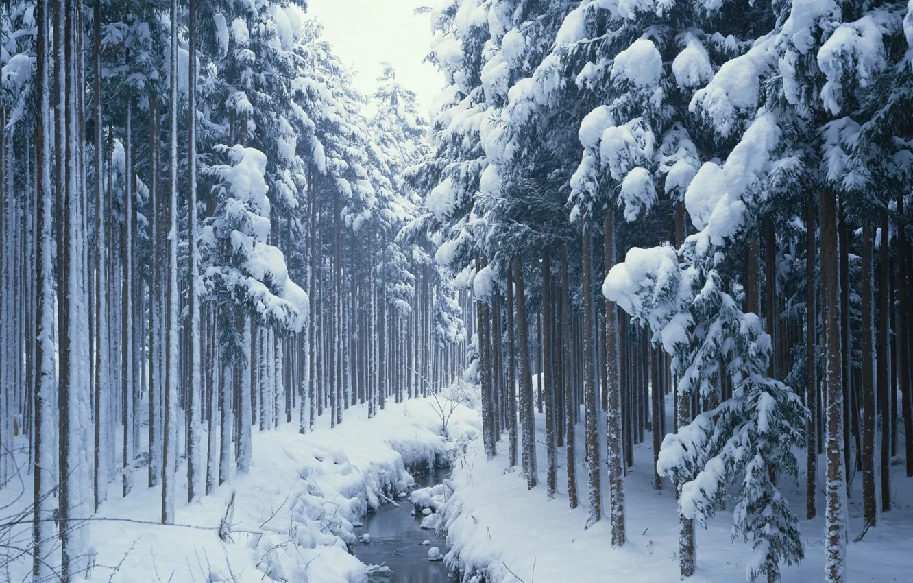 Photo wallpaper winter, forest, snow, nature, stream