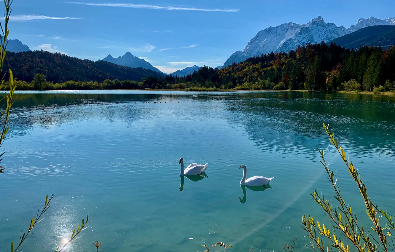Photo wallpaper bird, mountains, two swans, swans, swimming, shore, white, blue