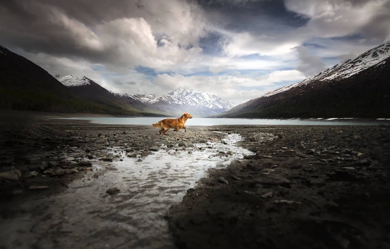 Photo wallpaper mountains, dog, running, Alaska Adventure
